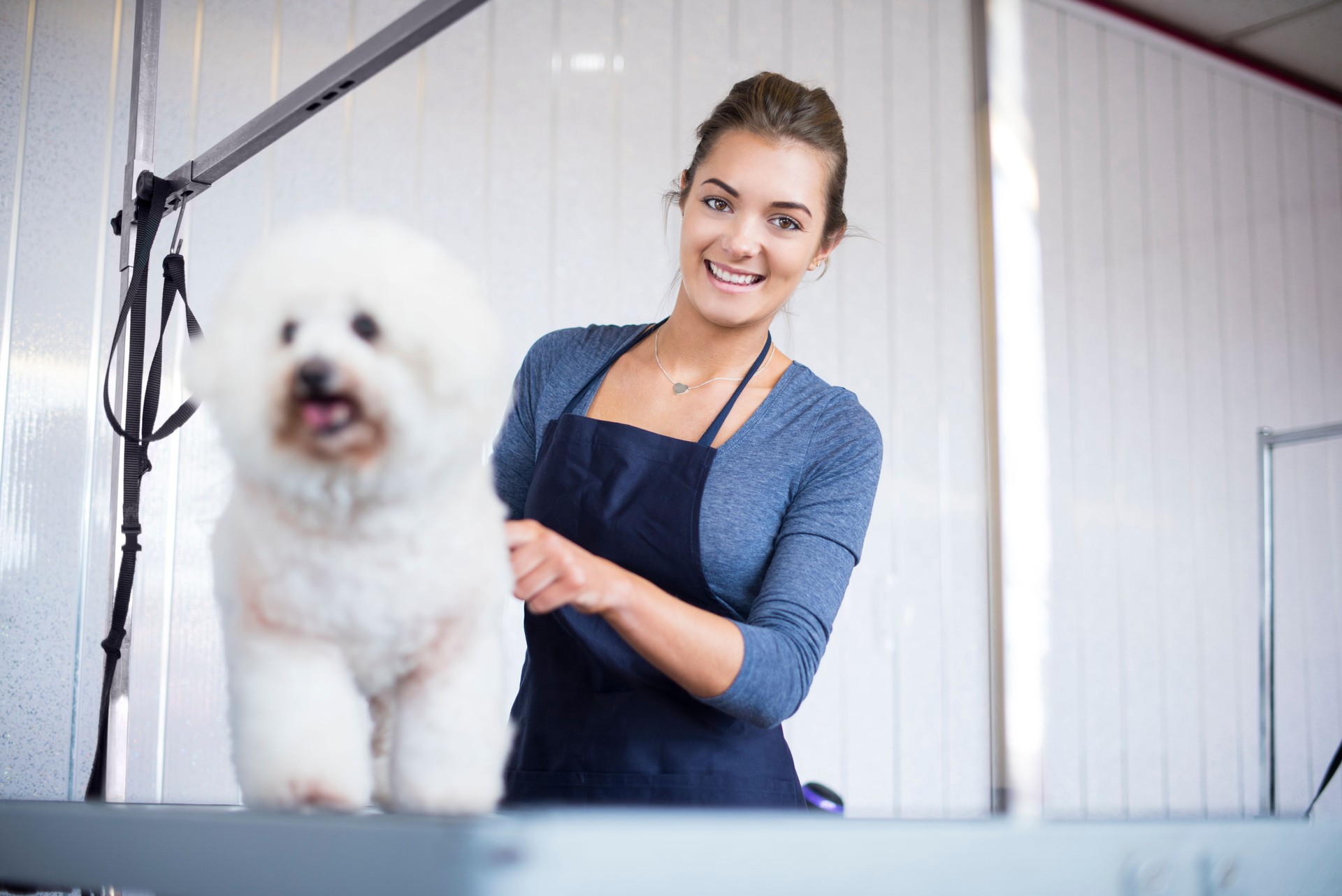 female dog groomer brushing a  bichon frise dog