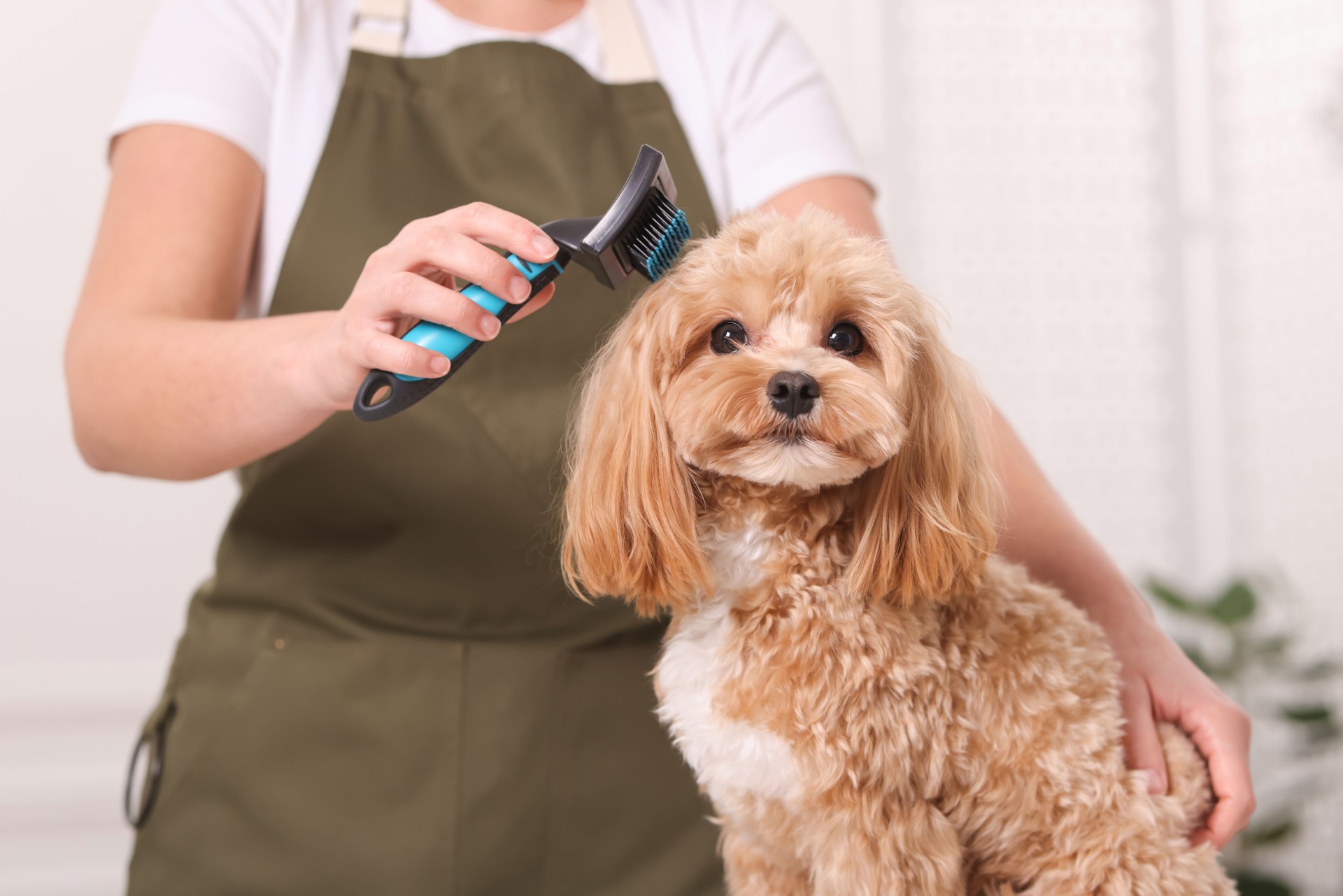 Woman brushing cute Maltipoo dog indoors, closeup